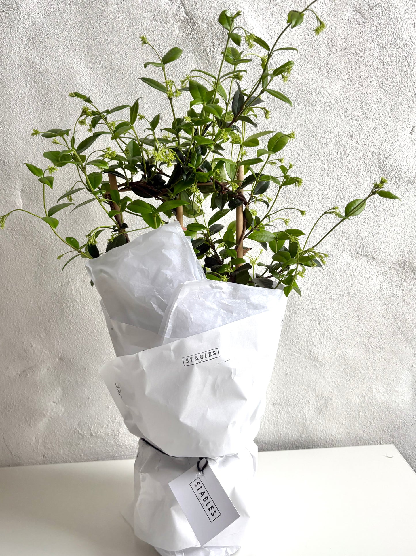 Scented Garden Jasmine