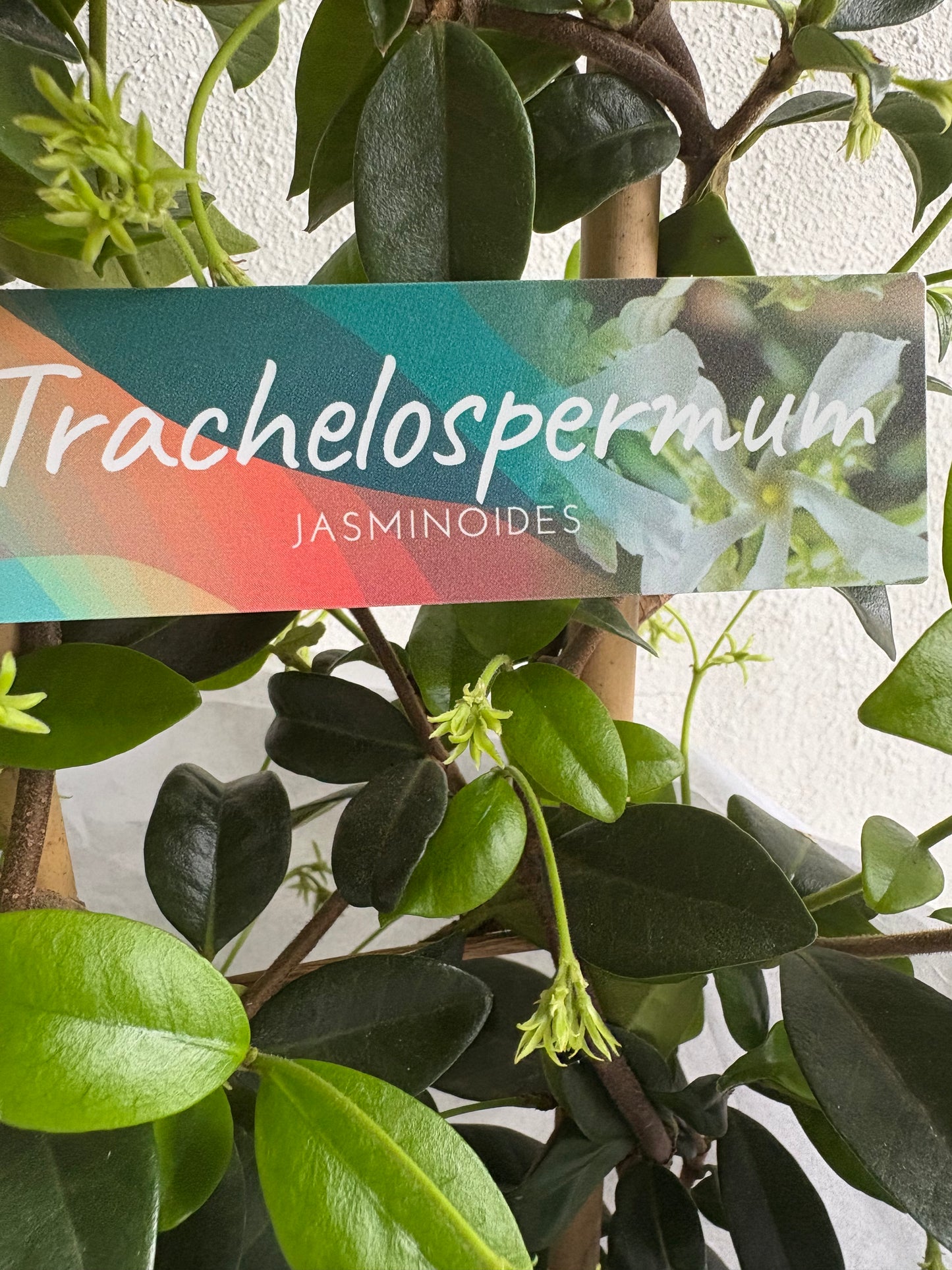 Scented Garden Jasmine