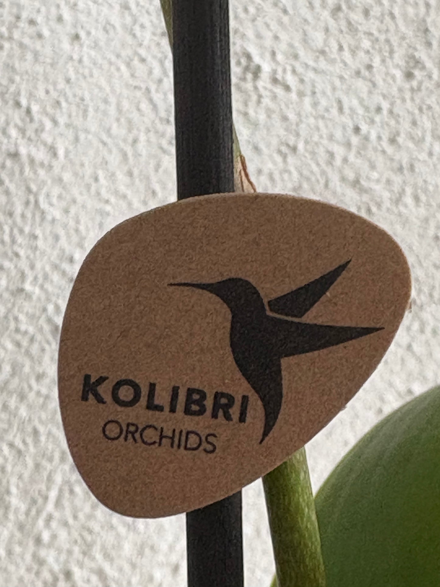 Orchid Arrangement  - Phalenopsis