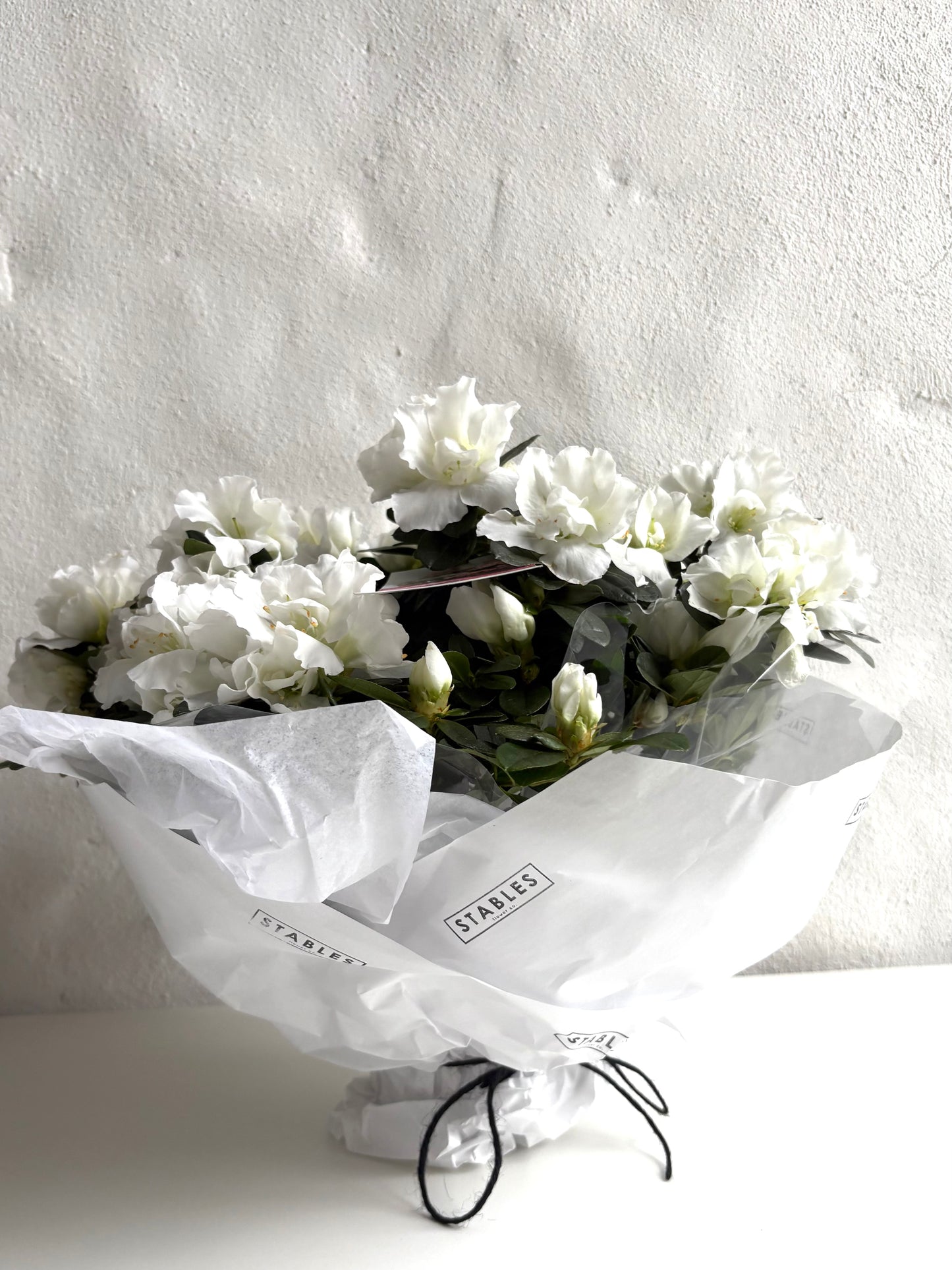 Indoor Flowering Azalea in white