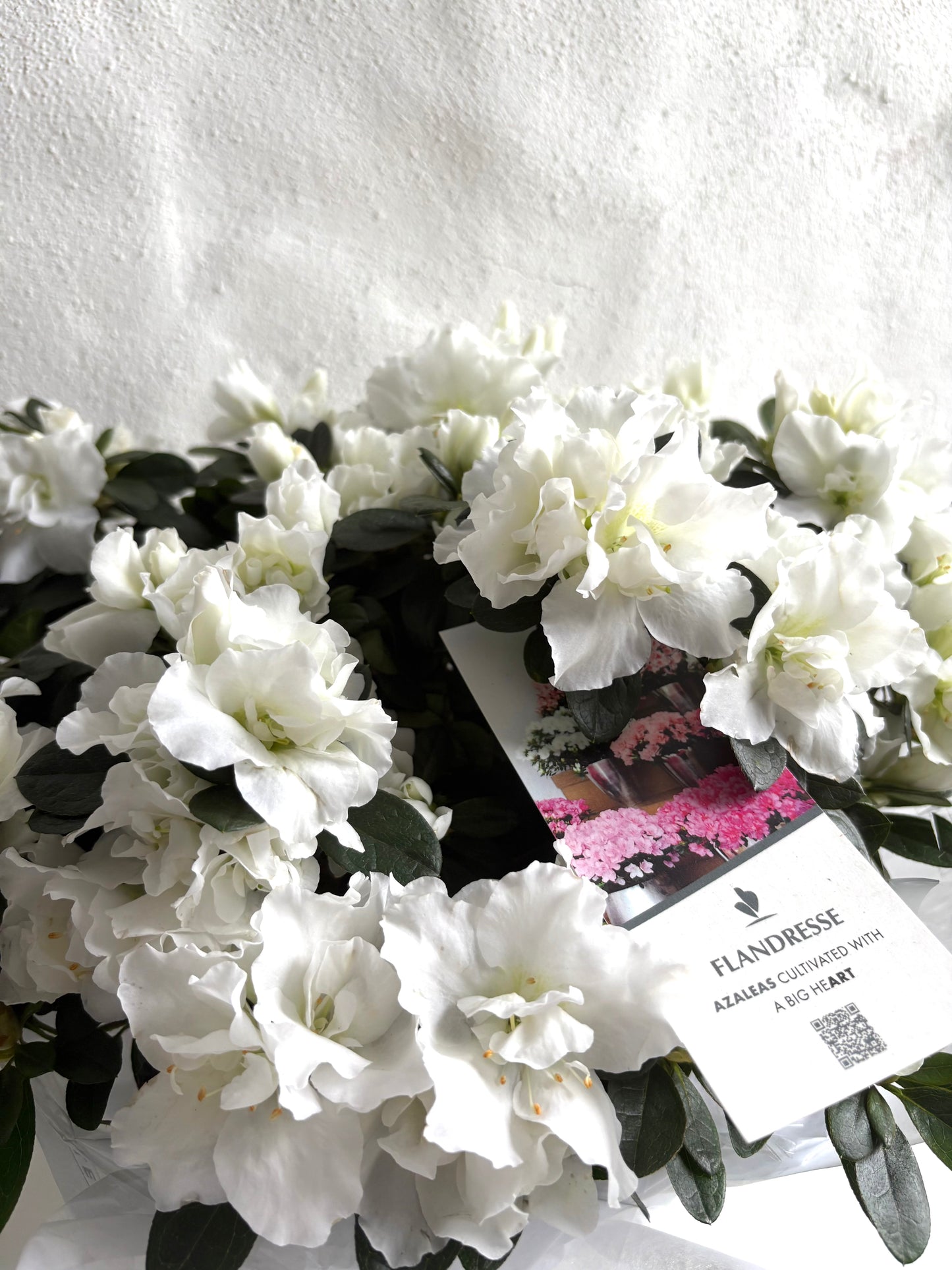 Indoor Flowering Azalea in white