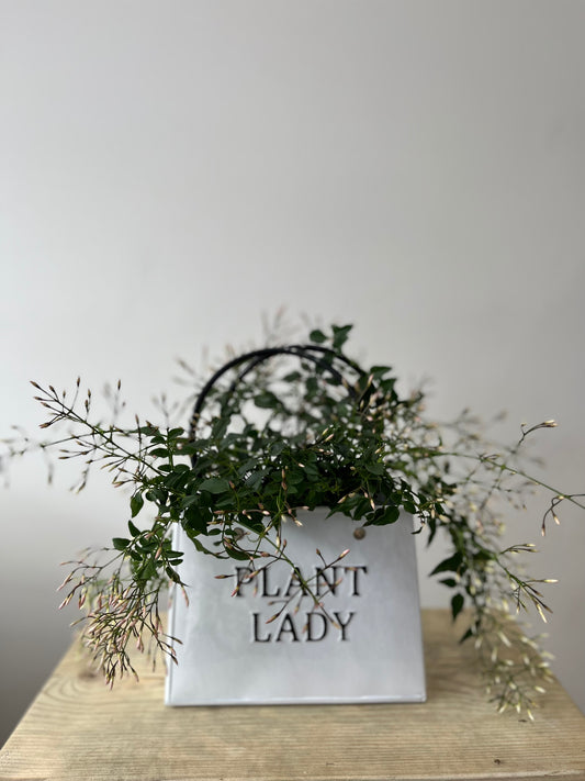Plant Lady Jasmine