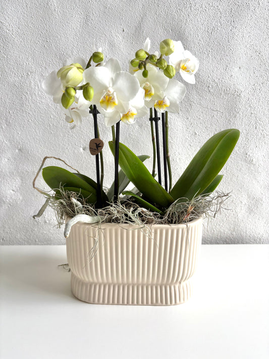 Orchid Arrangement  - Phalenopsis