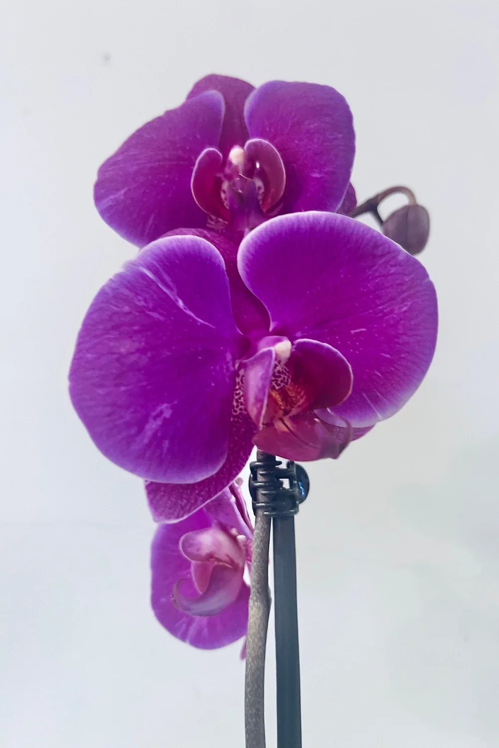 Aztec Orchid - Cerise Pink - Stables Flower Co