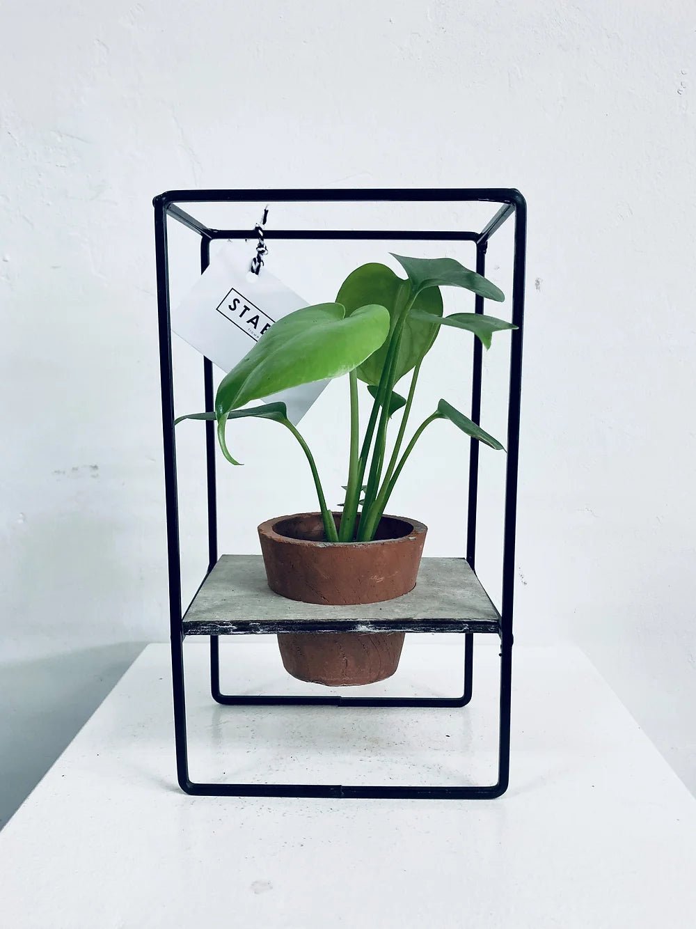 Mini Cheese Plant With Industrial Holder - Stables Flower Co